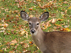 This Deer was at the Mohican State Park in Ohio